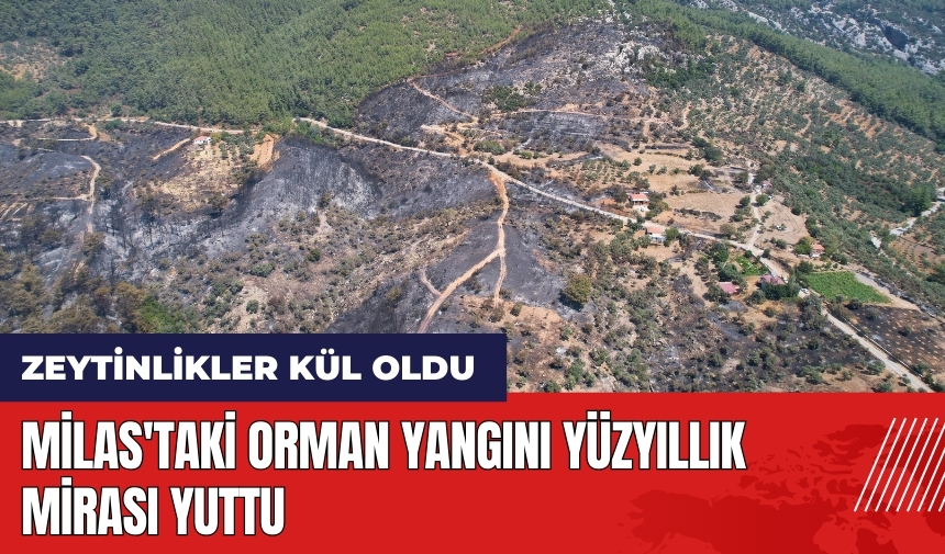 Milas'taki orman yangını yüzyıllık mirası yuttu