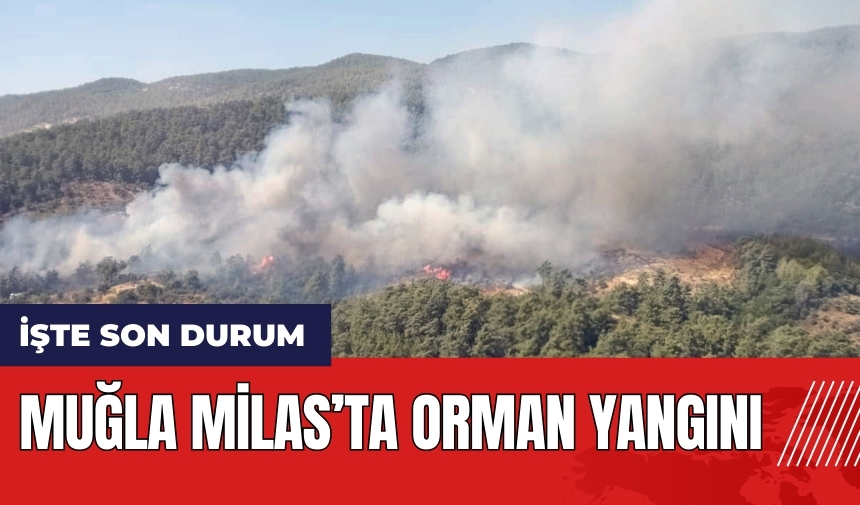 Muğla Milas'ta orman yangını