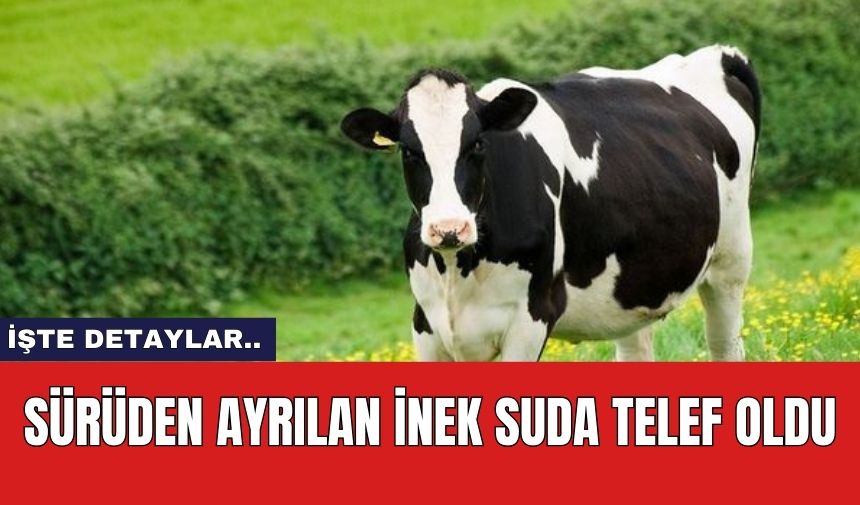 Sürüden ayrılan inek suda telef oldu