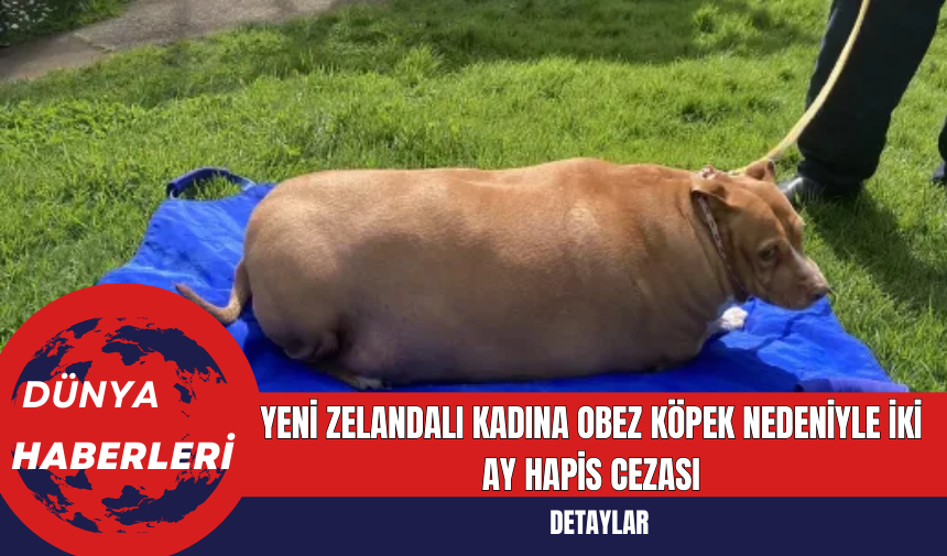 Yeni Zelandalı Kadına Obez Köpek Nedeniyle İki Ay Hapis Cezası