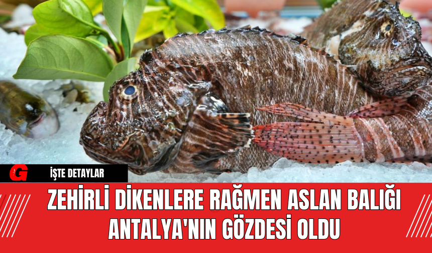 Zehirli Dikenlere Rağmen Aslan Balığı Antalya'nın Gözdesi Oldu