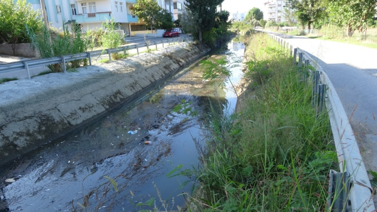 Balık ölümleri devam ediyor