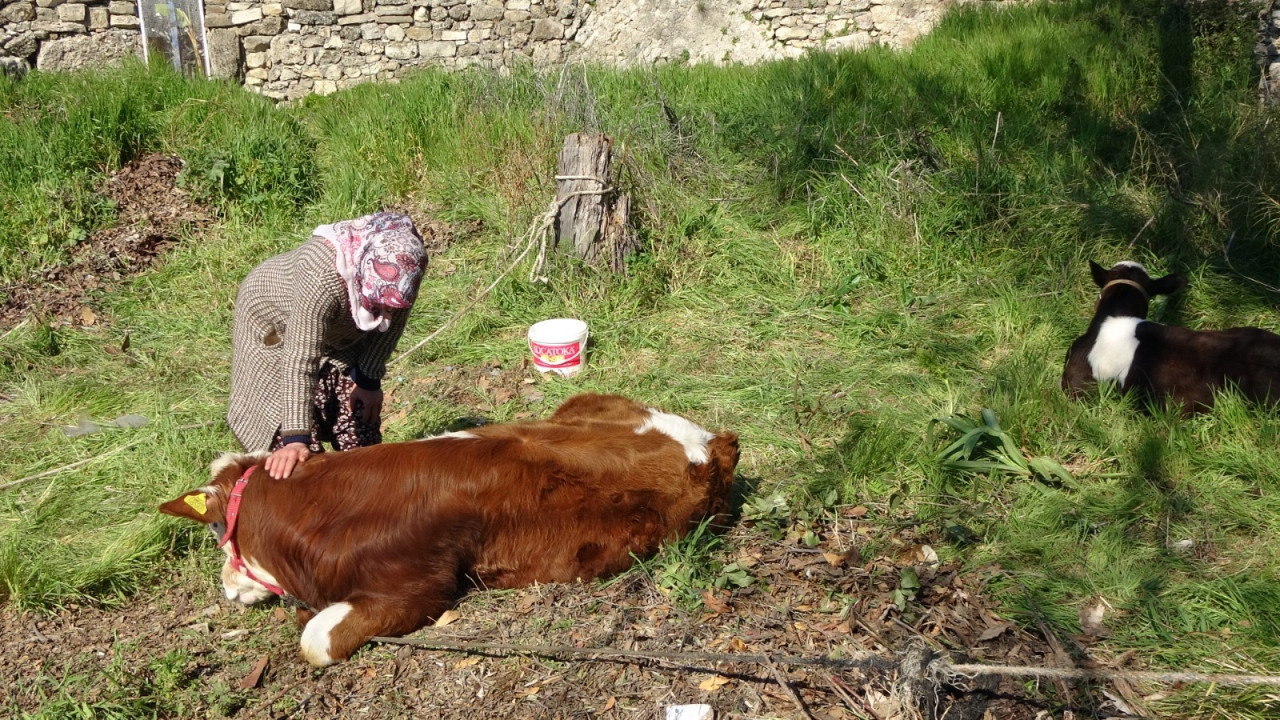 Depremzede kadın ‘hayat arkadaşım’ dediği ineklerini geride bırakmadı   