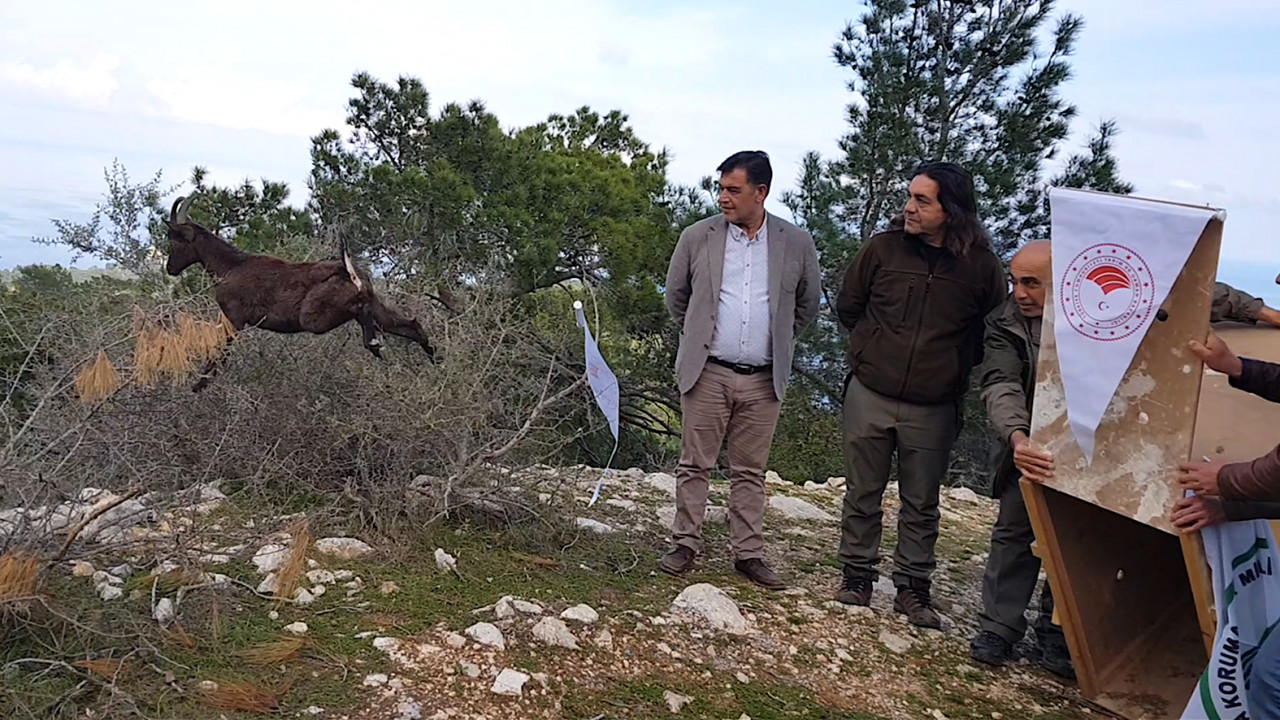 Yaban keçisi özgürlüğüne kavuştu