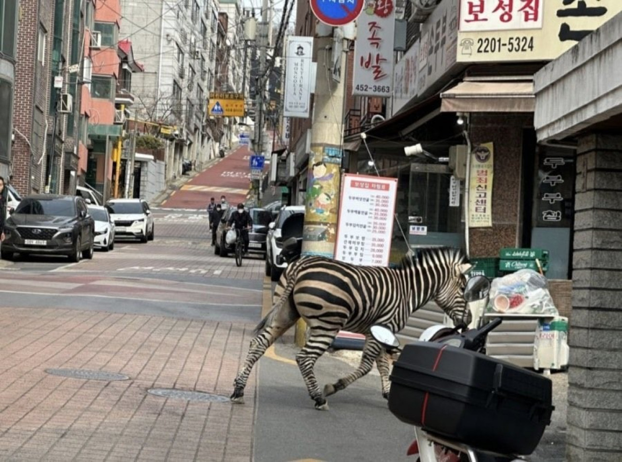 Hayvanat bahçesinden kaçan zebra şehre indi