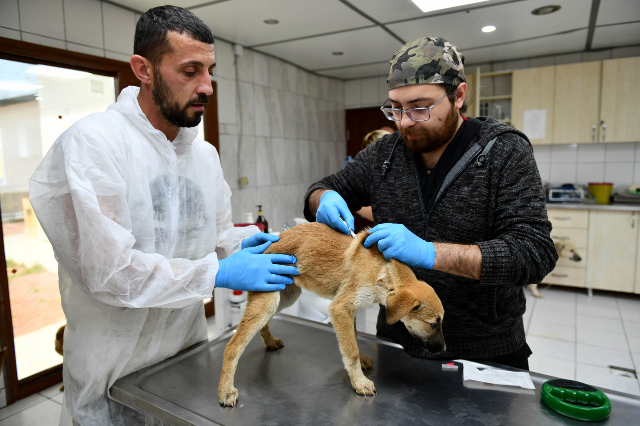 Enkazdan kurtarılan köpekler Muratpaşa’da tedavide