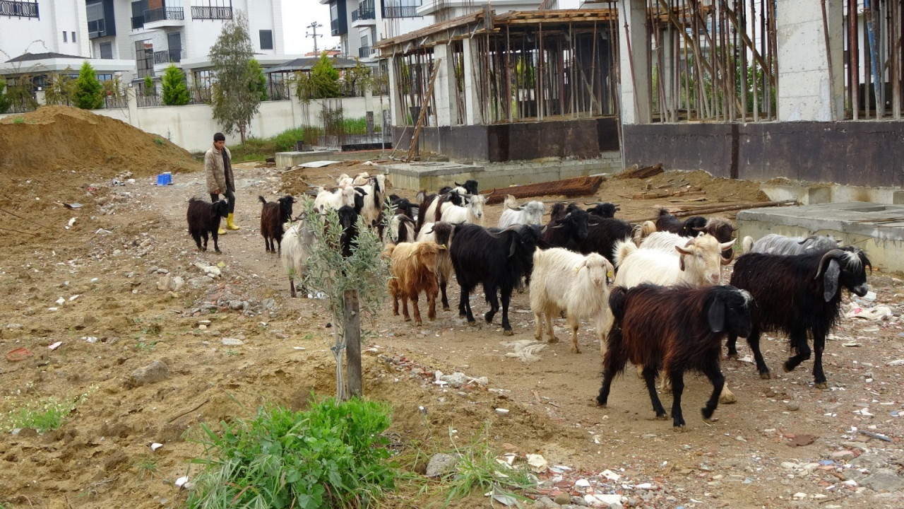 Koyunlar ev sahiplerini çileden çıkardı