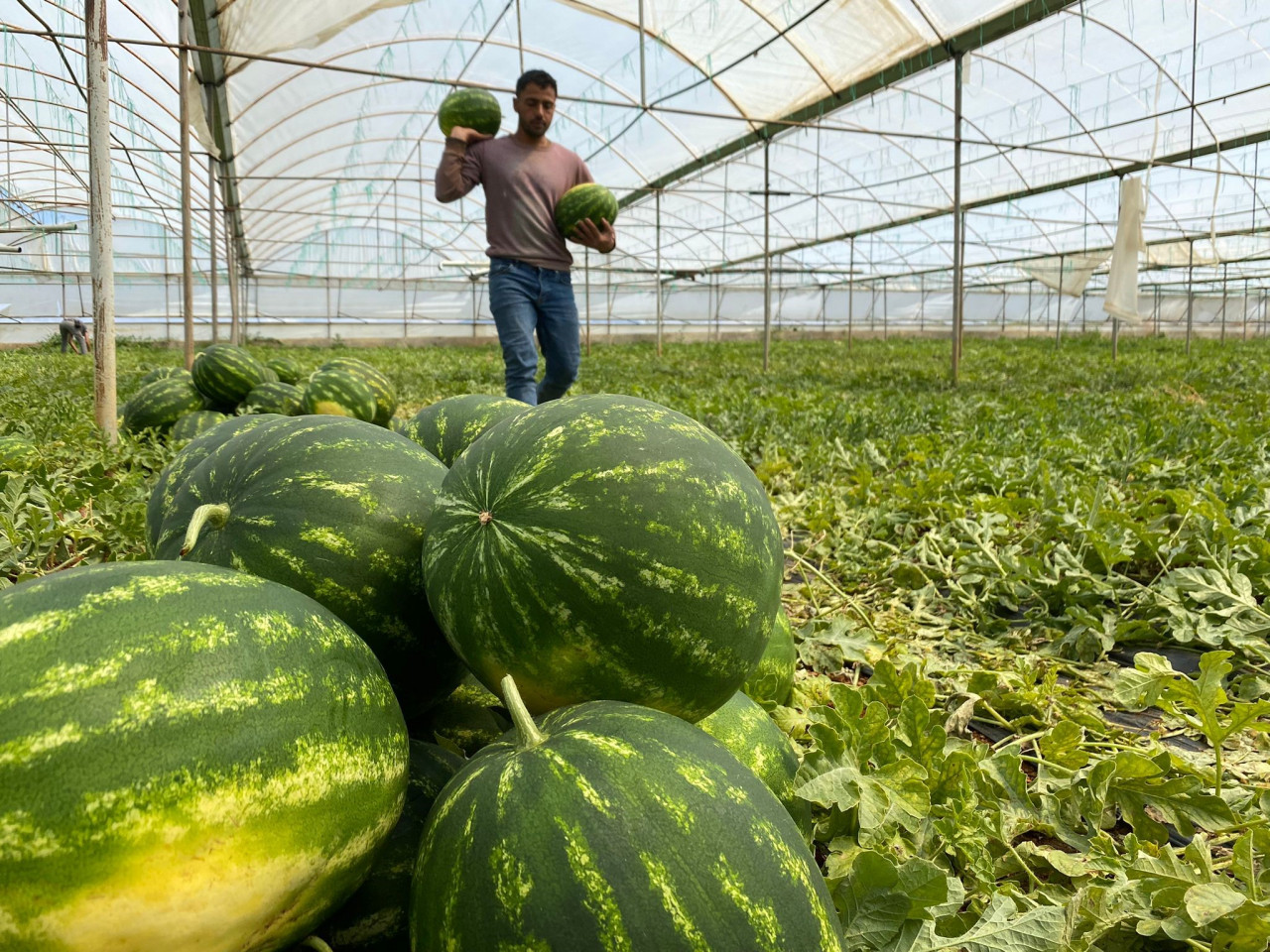 Örtü altı karpuzda hasat zamanı