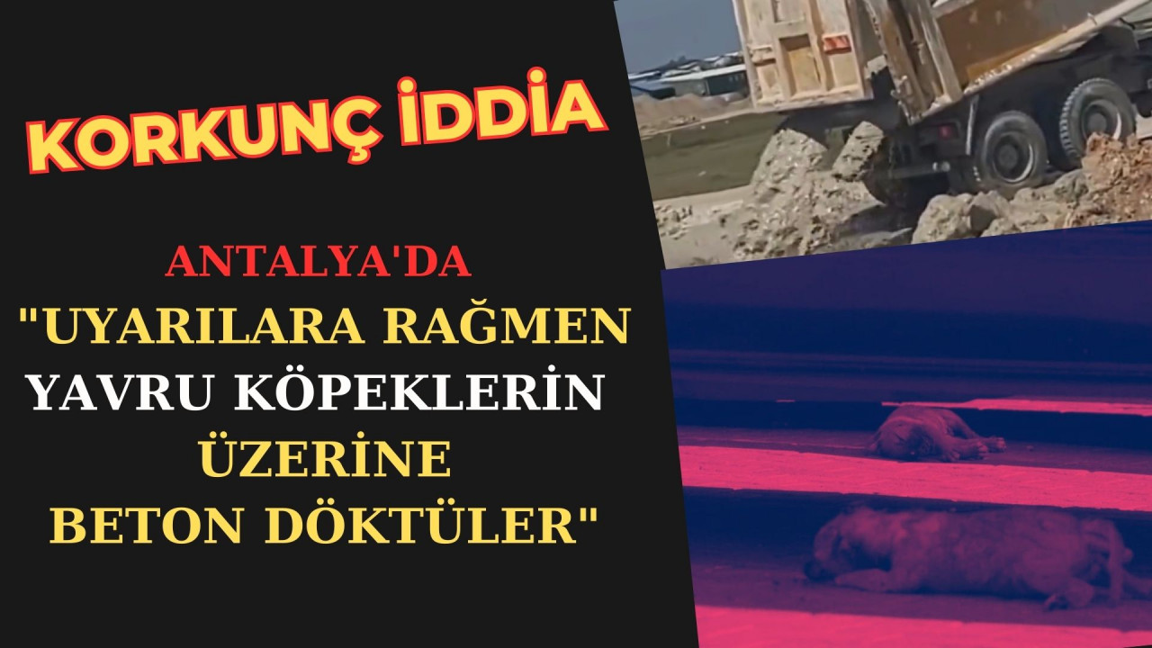 Antalya'da yavru köpek katliamı! Üzerine beton döktüler...