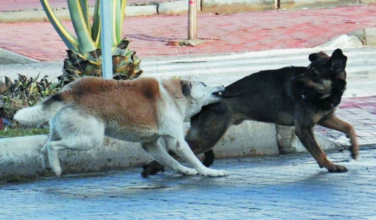 Antalya'da vatandaşlar başıboş köpeklerden şikayetçi