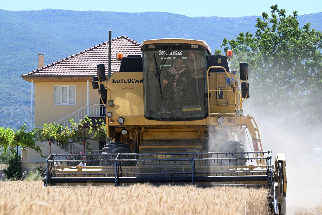 Başkan Böcek biçerdöverle buğday hasadı yaptı