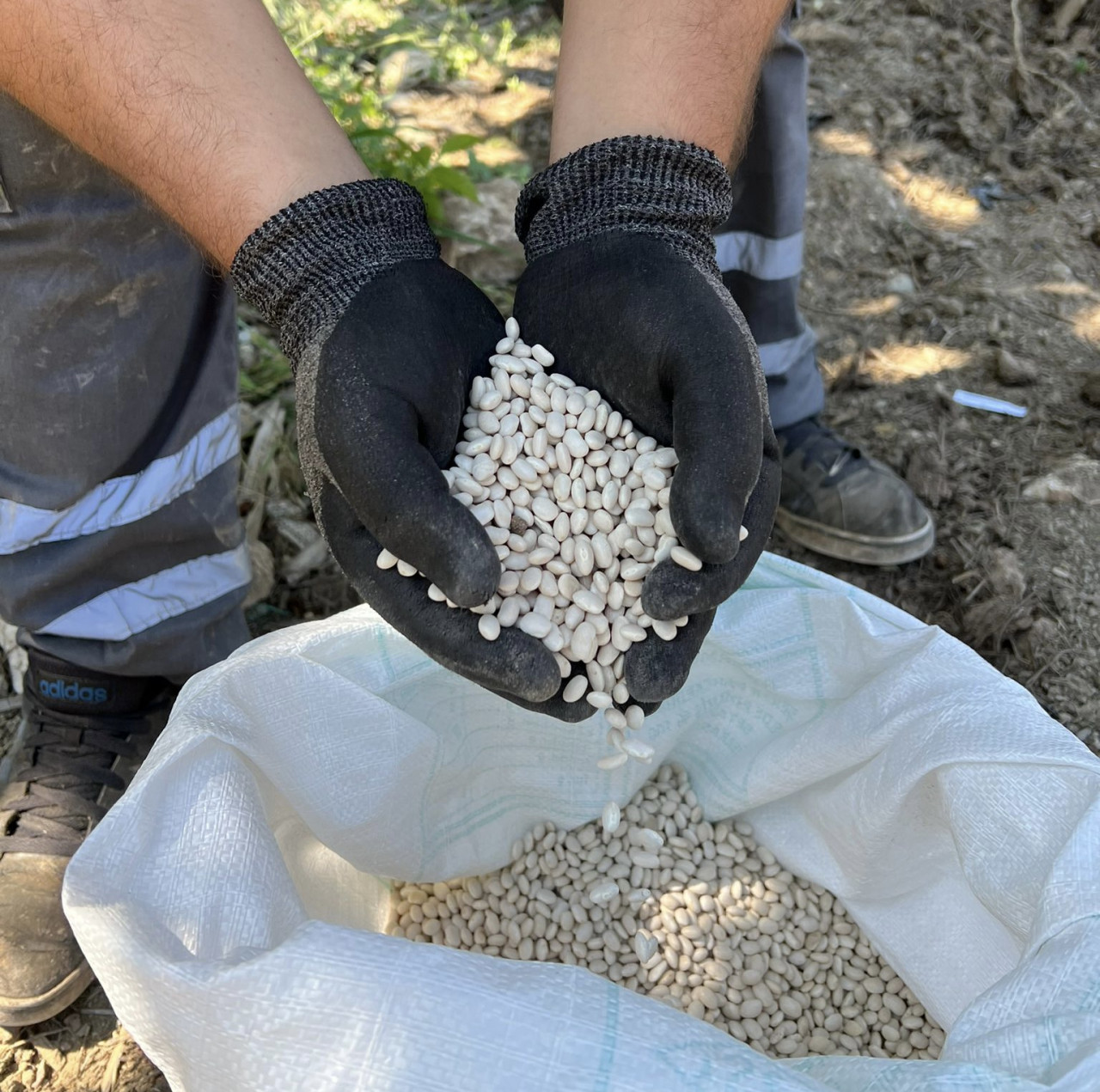 ‘Çandır Fasulyesi’ çiftçiye kazandıracak