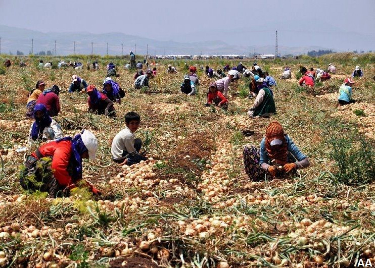 MEVSİMLİK TARIM İŞÇİSİ ÇOCUK VE GENÇLER HAYALLERİNDEN UZAKTA