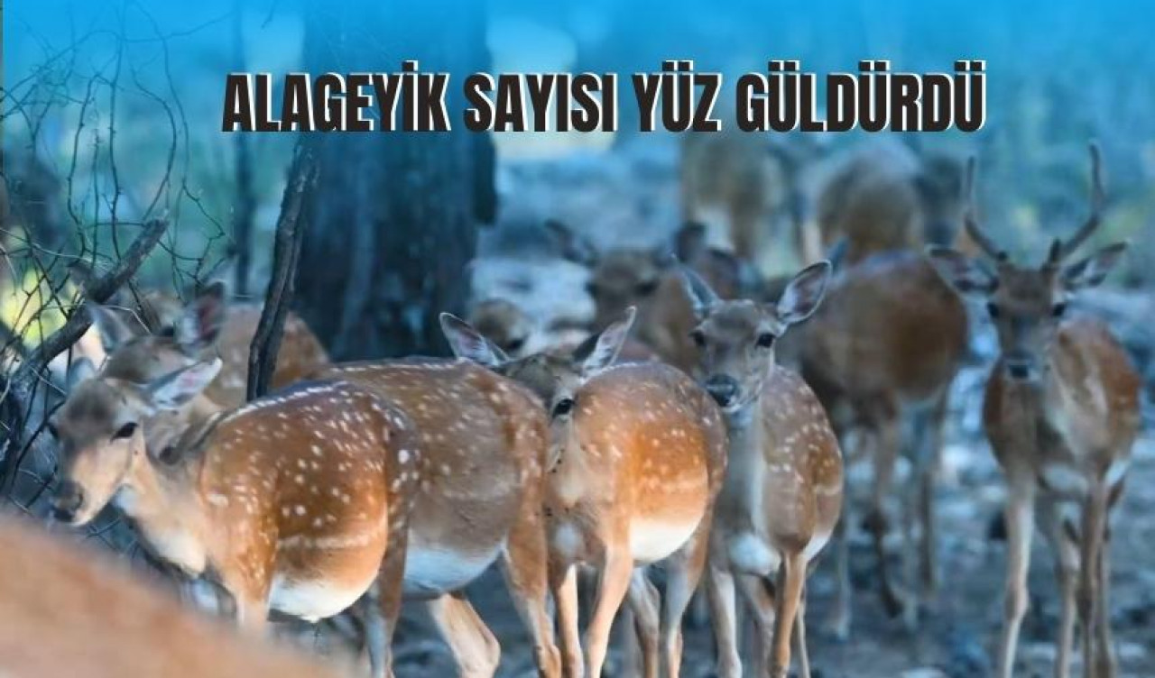 Alageyik sayısı yüz güldürdü