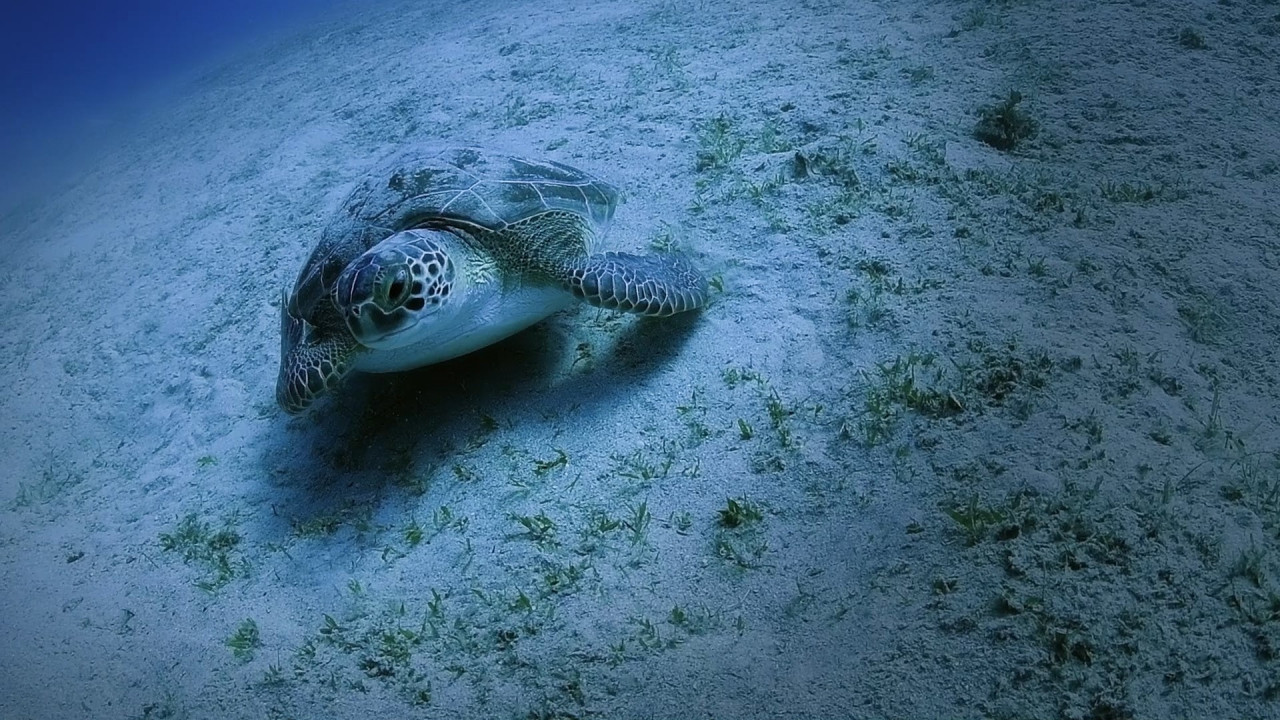 Caretta Carettaların Yuva Sayısı 2.551'e Çıktı