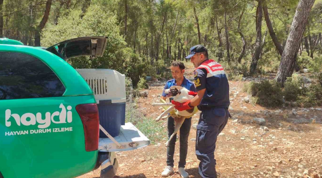 Antalya jandarmasından yaralı köpeğe yardım eli