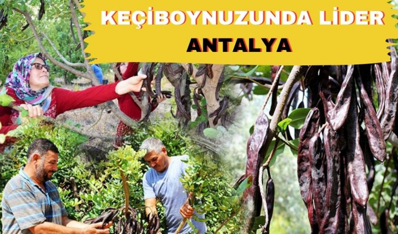 Keçiboynuzunda lider Antalya 