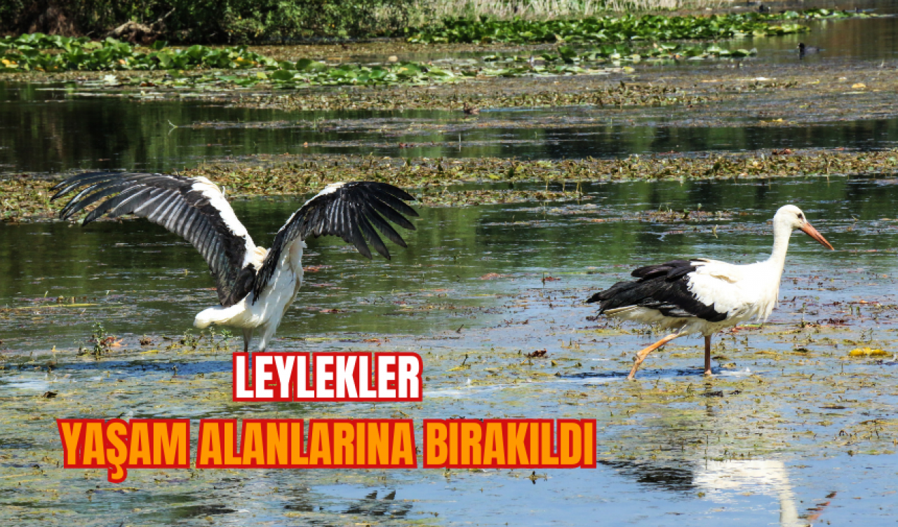 Leylekler, yaşam alanlarına bırakıldı