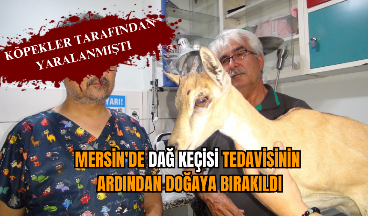 Mersin'de dağ keçisi tedavisinin ardından doğaya bırakıldı