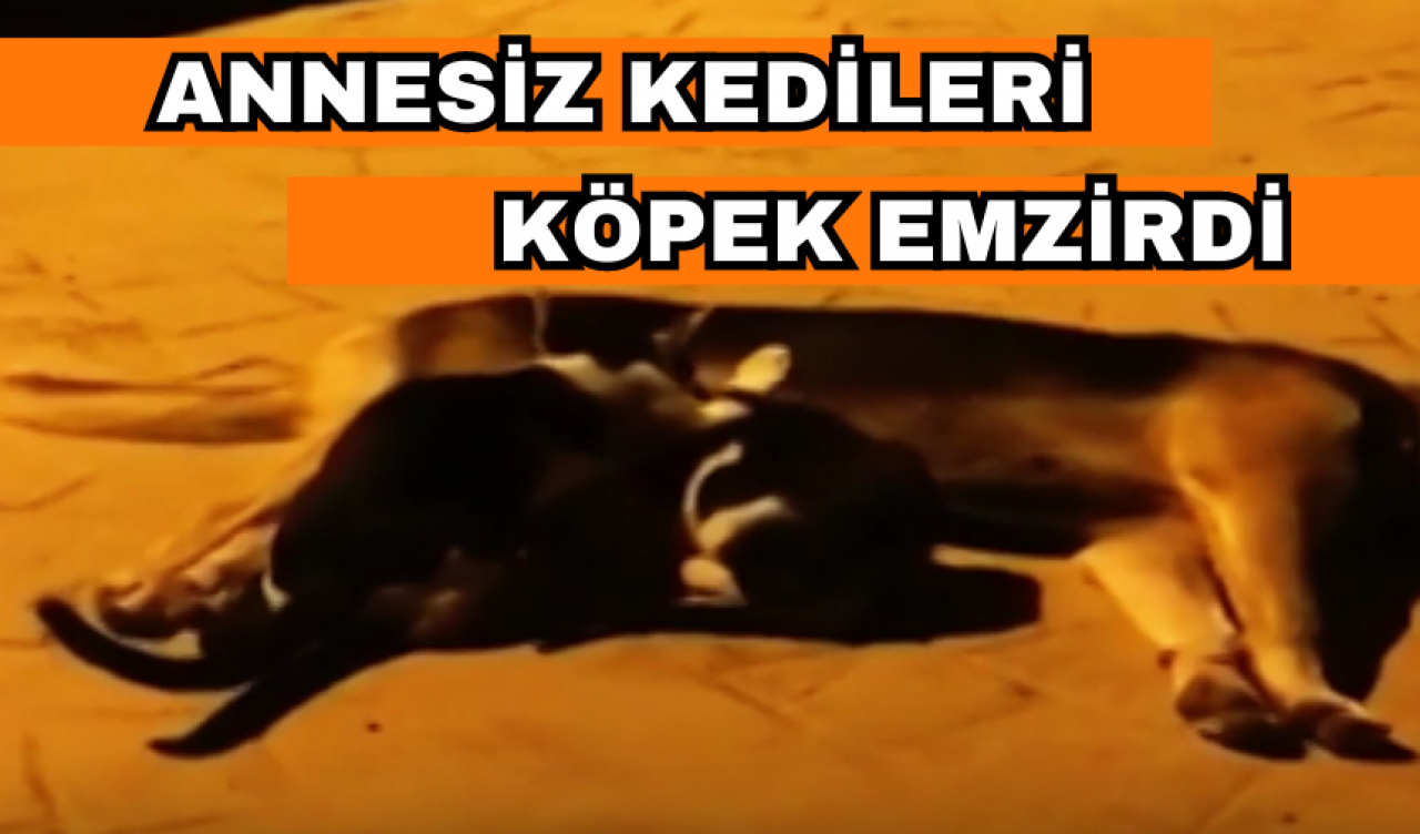 Annesiz kalan kedileri köpek emzirdi