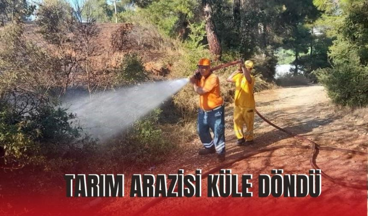 Tarım arazisi küle döndü