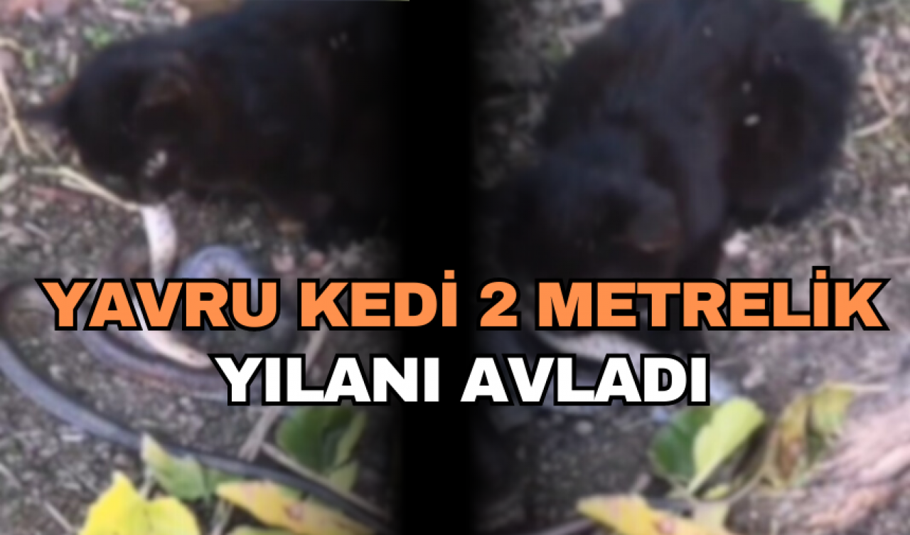 YAVRU KEDİ 2 METRELİK YILANI AVLADI