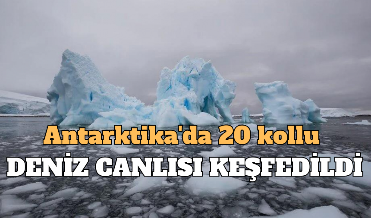 ANTARKTİKA'DA 20 KOLLU BİR CANLI KEŞFEDİLDİ