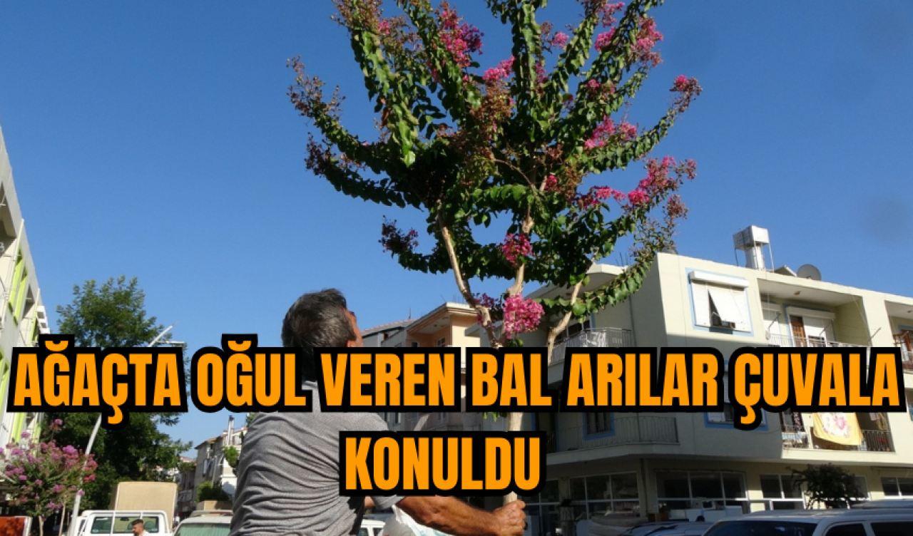 Ağaçta oğul veren bal arıları, çuvala konuldu  