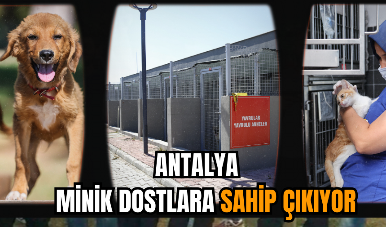 Antalya minik dostlara sahip çıkıyor