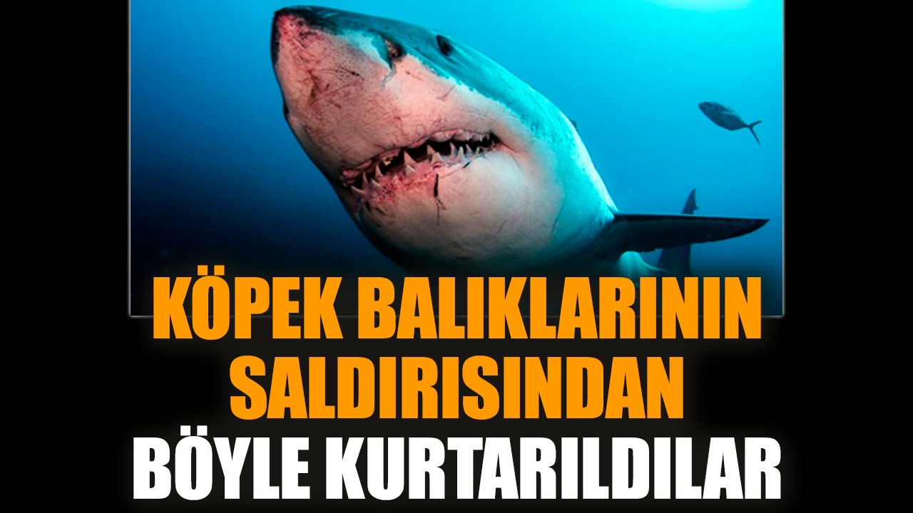 Köpek balıklarının saldırısından böyle kurtarıldılar