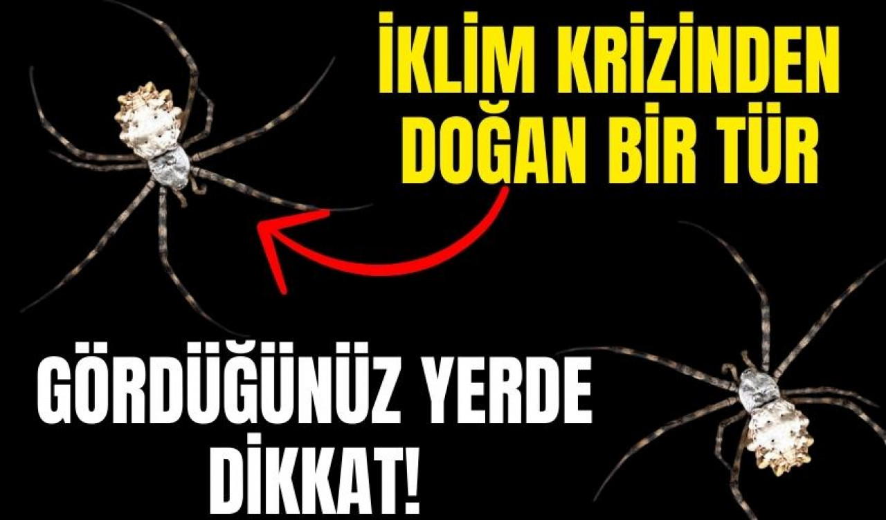 İklim krizinden yeni bir örümcek türedi