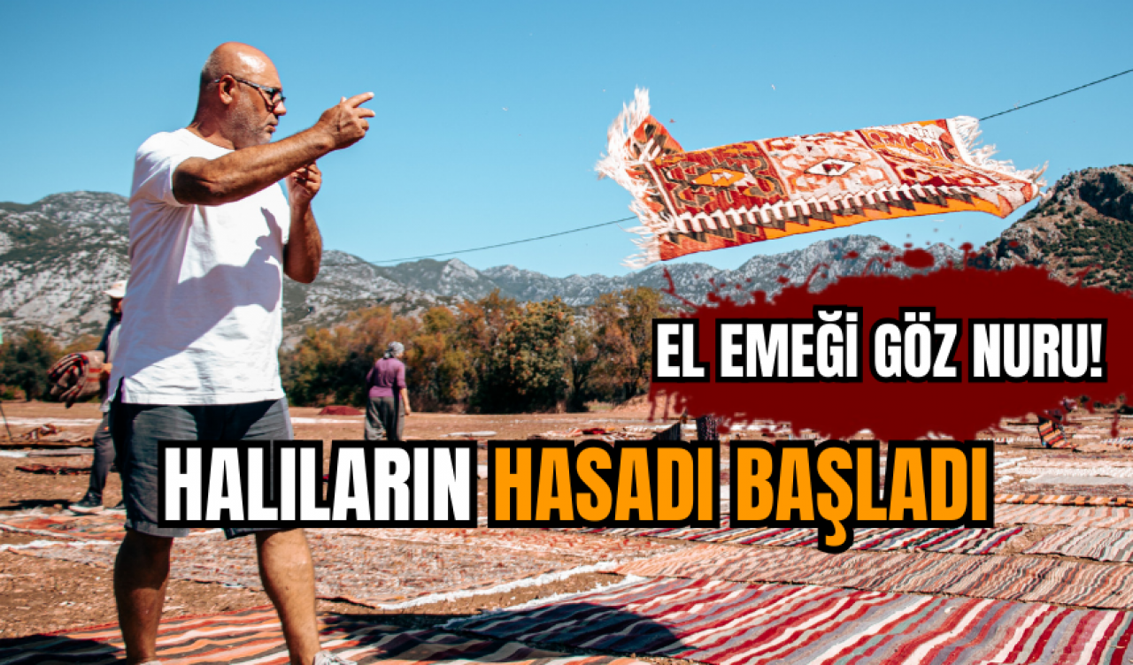 El emeği göz nuru! Halıların hasadı başladı