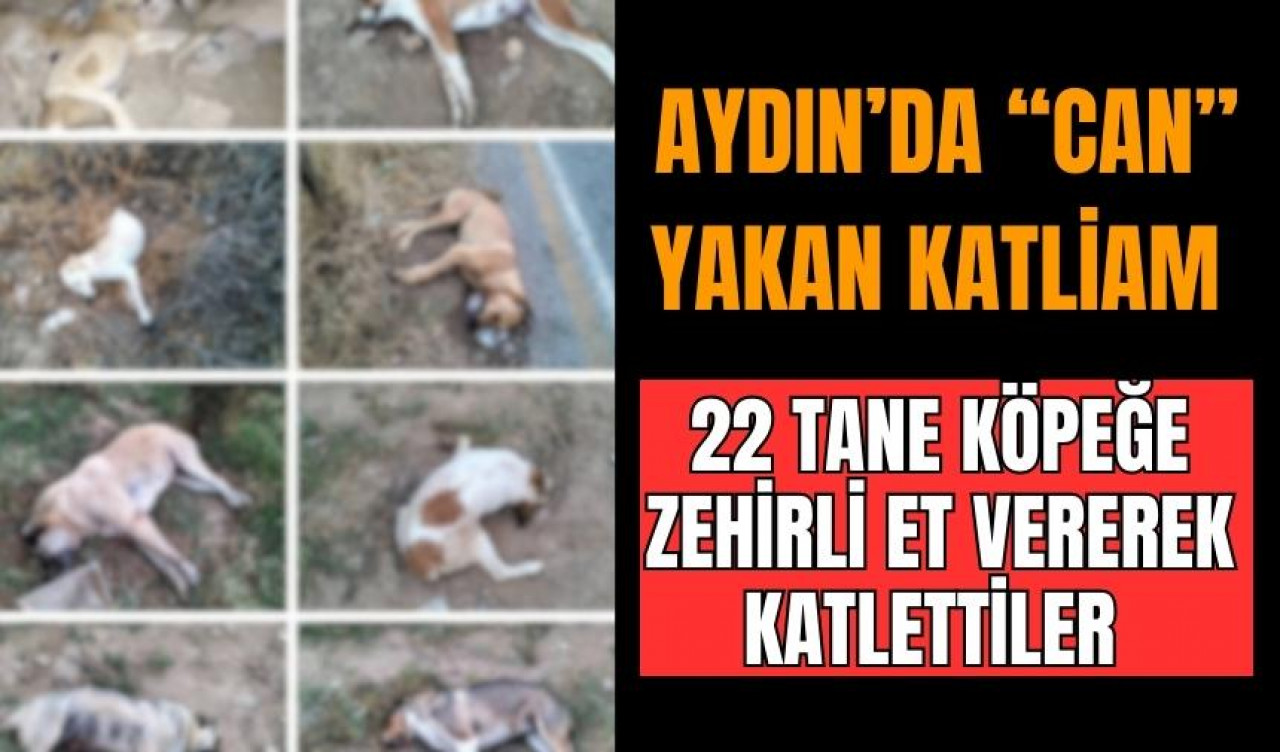 Aydın'da "can" yakan katliam