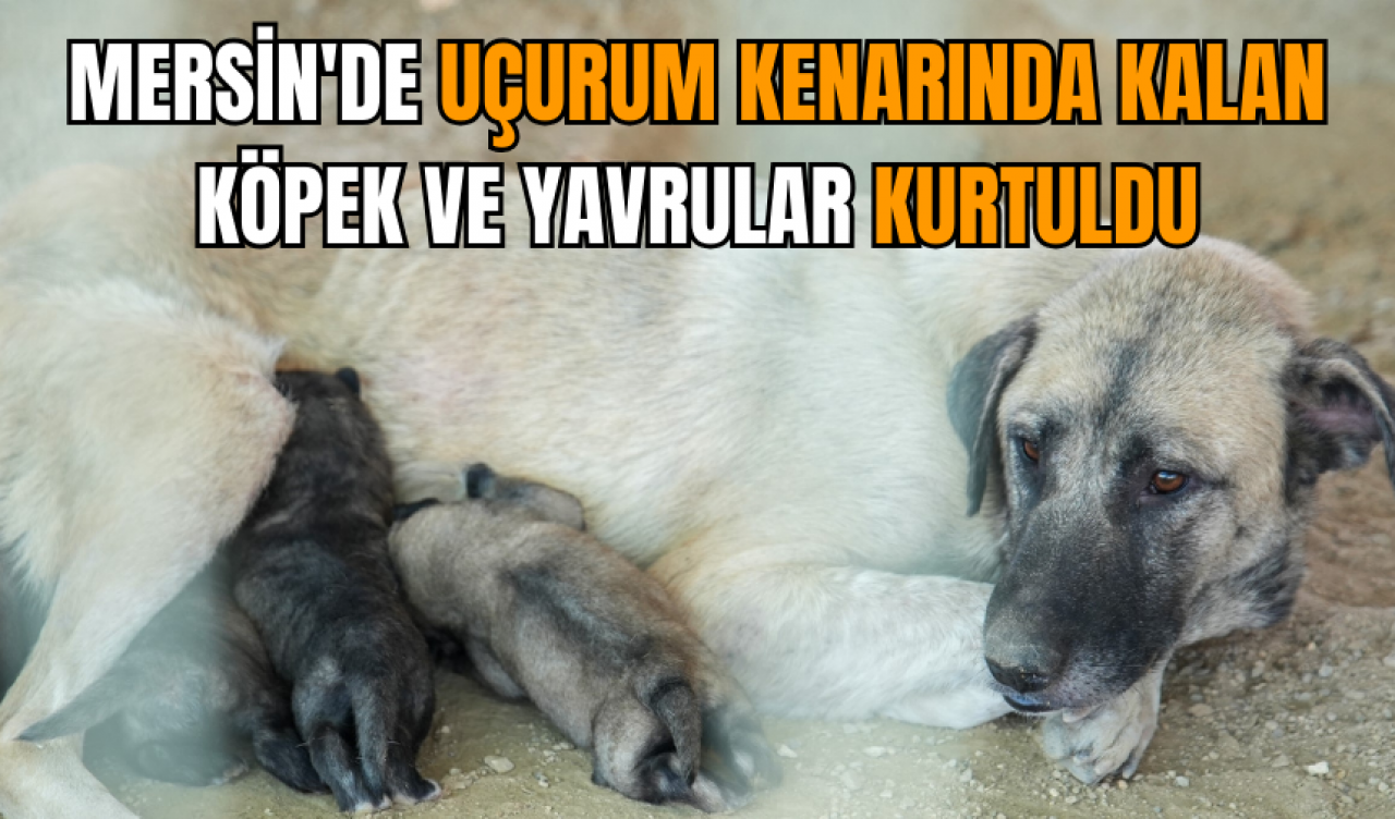 Mersin'de uçurum kenarında kalan köpek ve yavrular kurtuldu