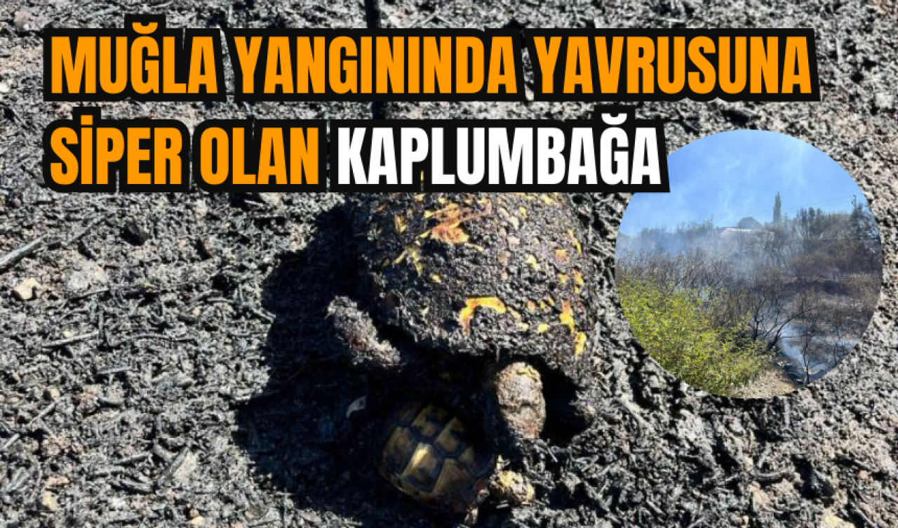 Muğla yangınında yavrusuna siper olan kaplumbağa