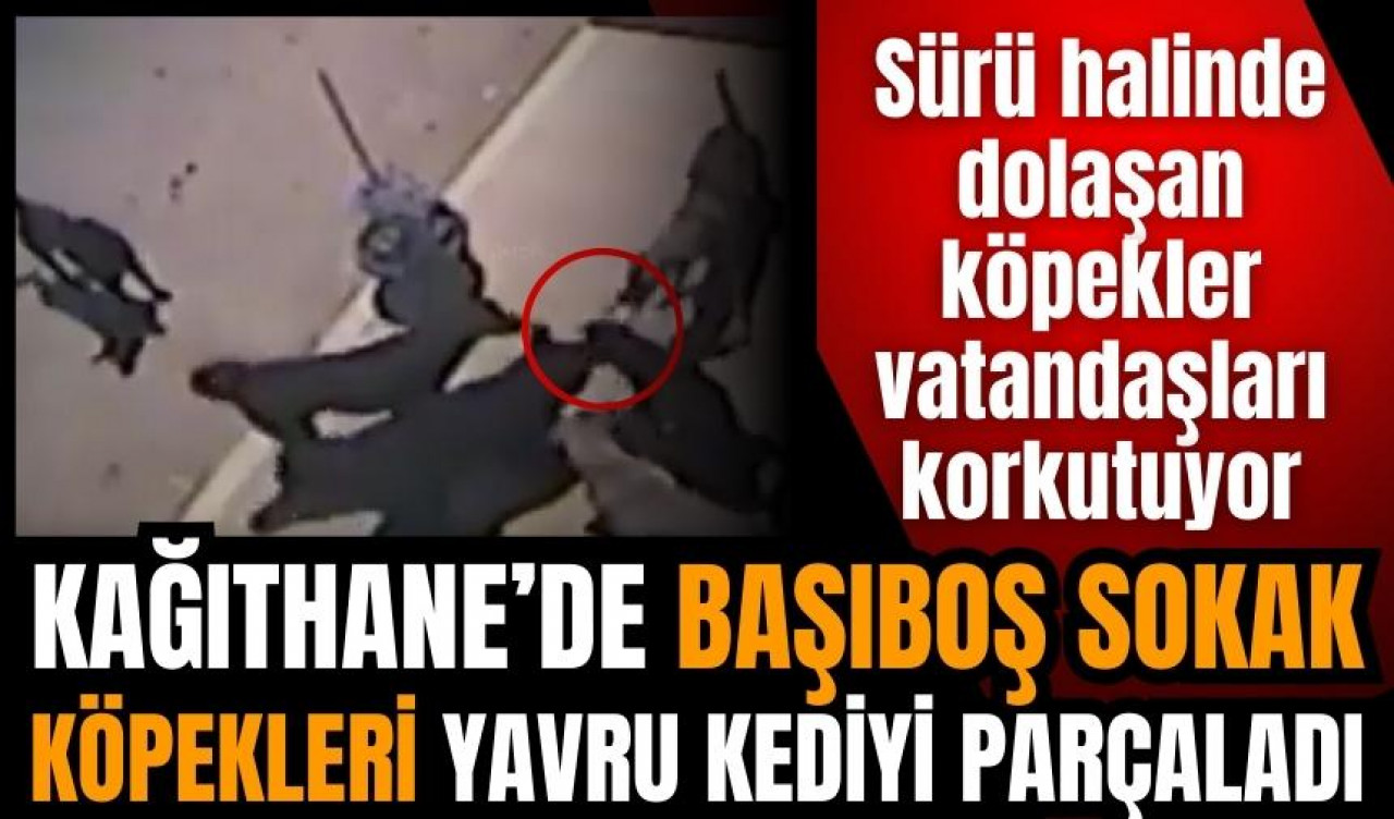 Kağıthane'de sokak köpekleri yavru kediyi parçaladı