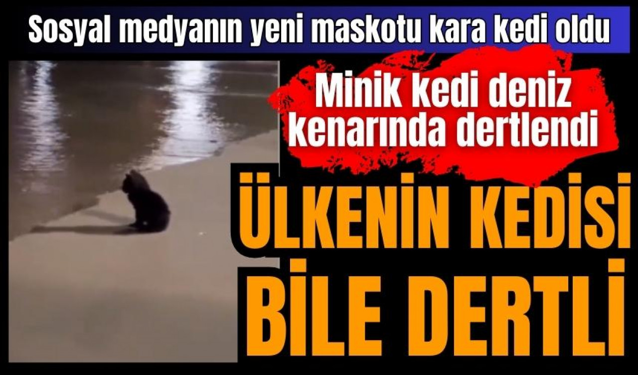 Minik kedi deniz kenarında dertlendi