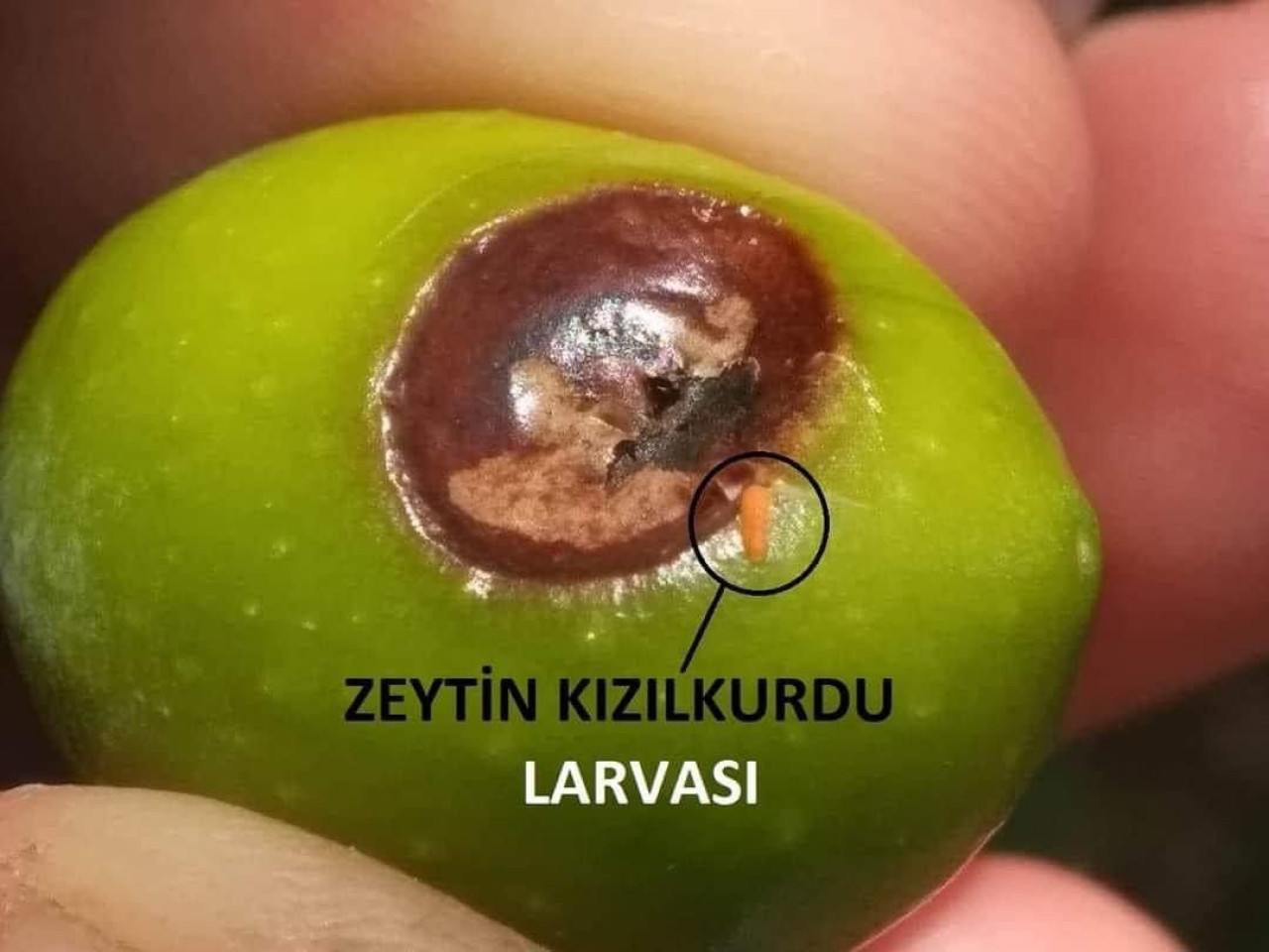 Antalya'da çıkan zeytin kızılkurduna dikkat 