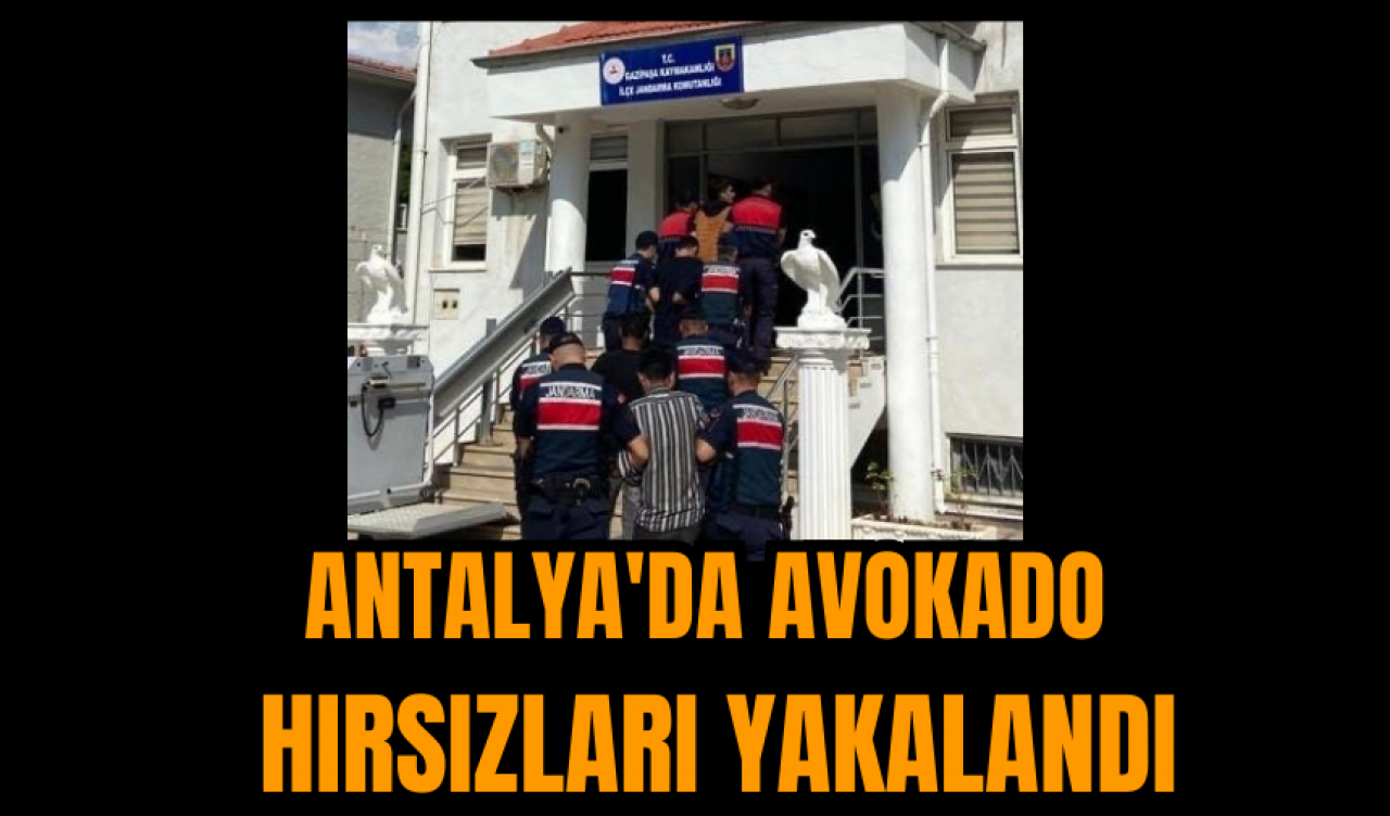 Antalya'da avokado hırsızları yakalandı