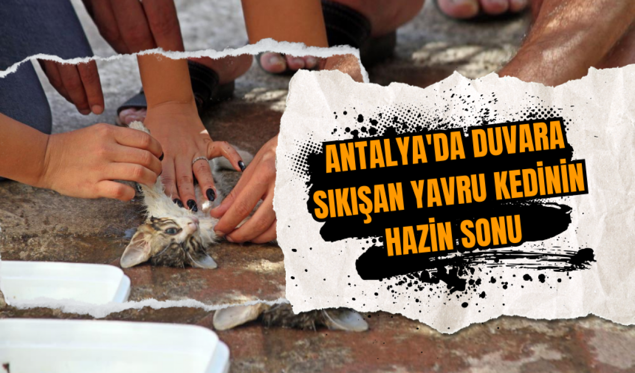 Antalya'da duvara sıkışan yavru kedinin hazin sonu