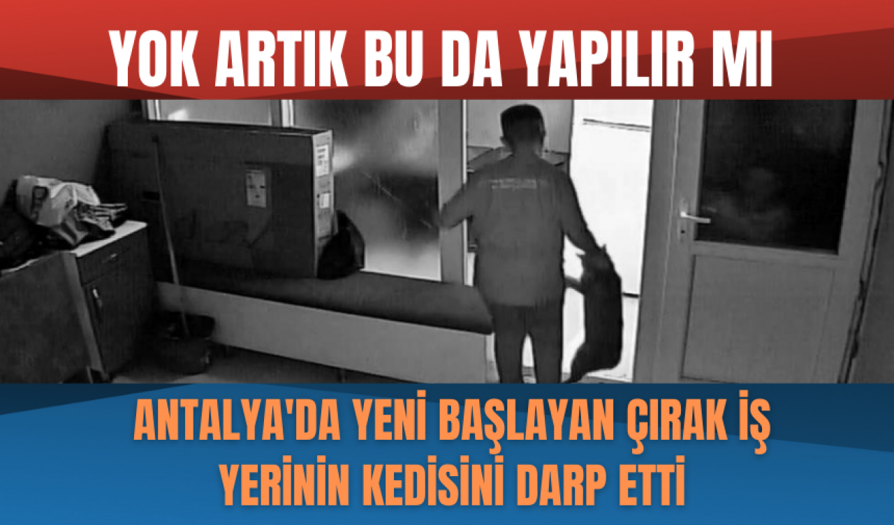 Antalya'da yeni başlayan çırak iş yerinin kedisini darp etti