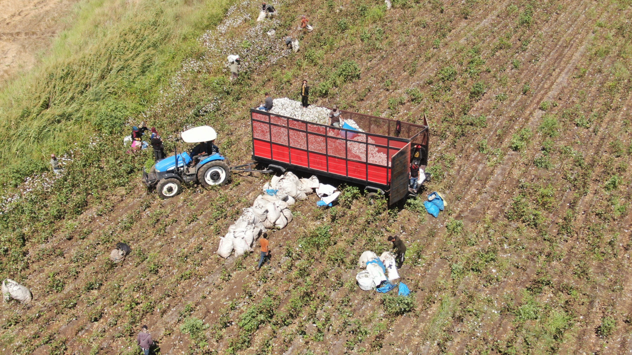 Hatay'da depremzede tarım işçileri pamuk tarlalarında