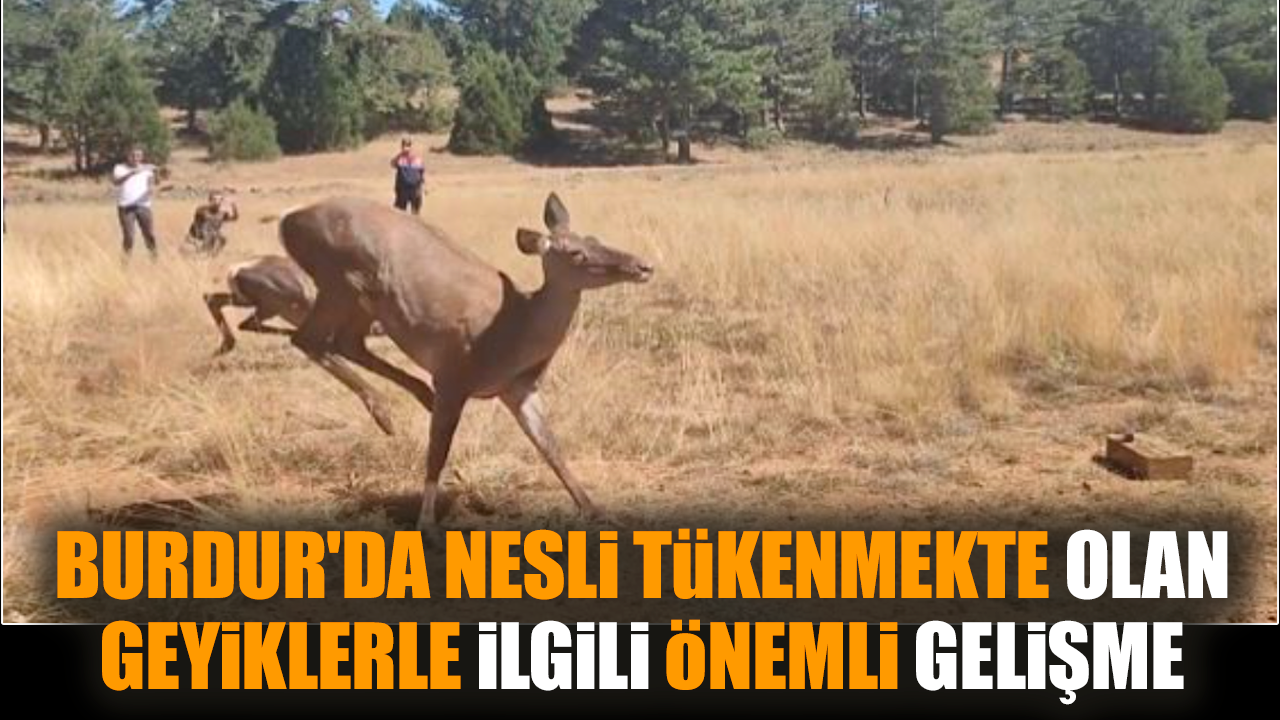 Burdur'da nesli tükenmekte olan geyiklerle ilgili gelişme