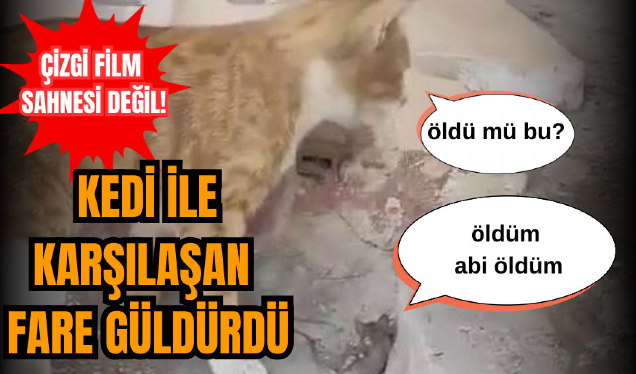 Çizgi film sahnesi değil! Kedi ile karşılaşan fare güldürdü