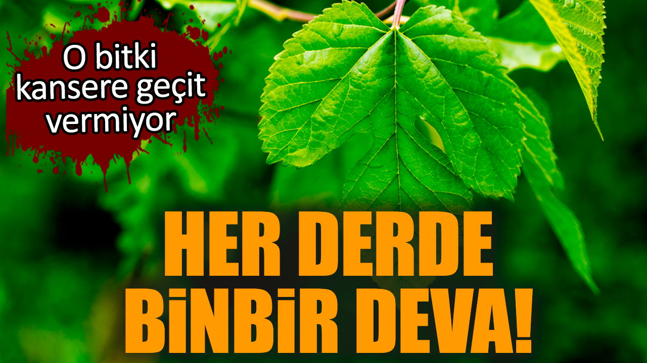 Her derde binbir deva! O bitki kansere geçit vermiyor