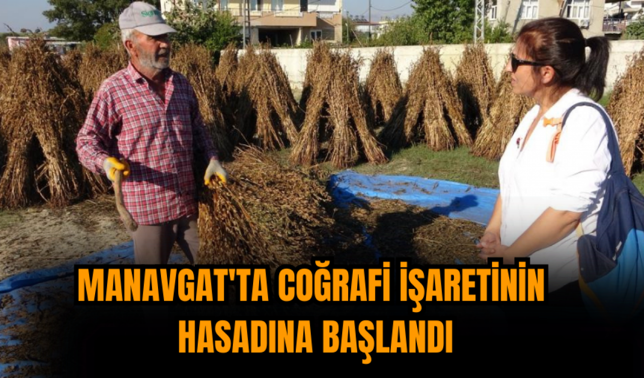 Manavgat'ta coğrafi işaretinin  hasadına başlandı