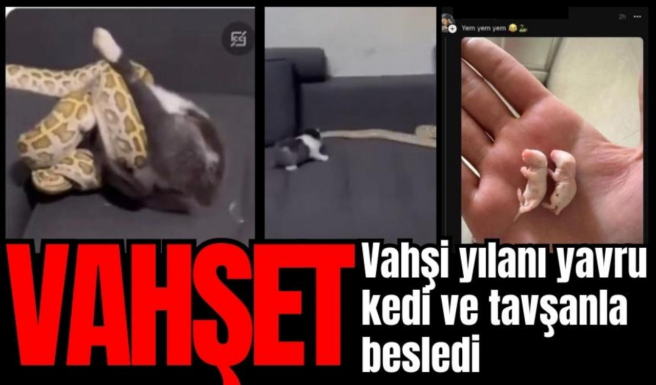 Vahşet! Vahşi yılanı kedi ve tavşanla besliyor