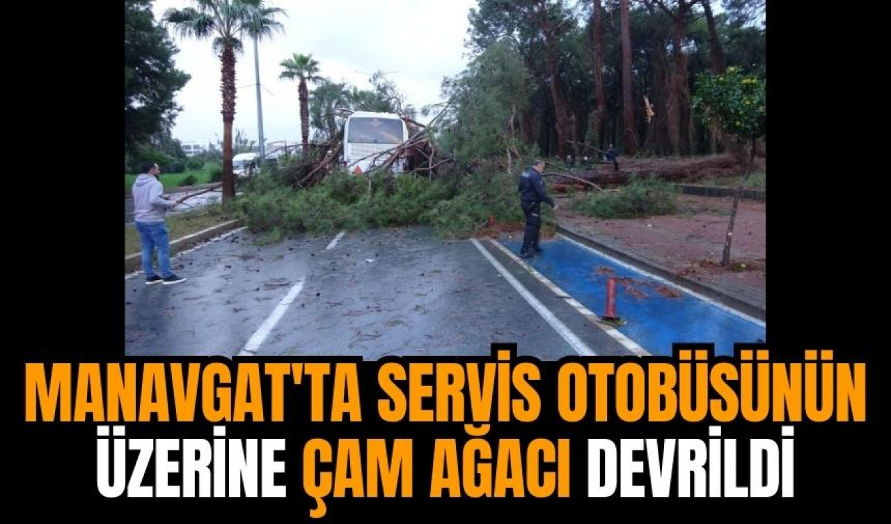 Manavgat'ta servis otobüsünün üzerine çam ağacı devrildi