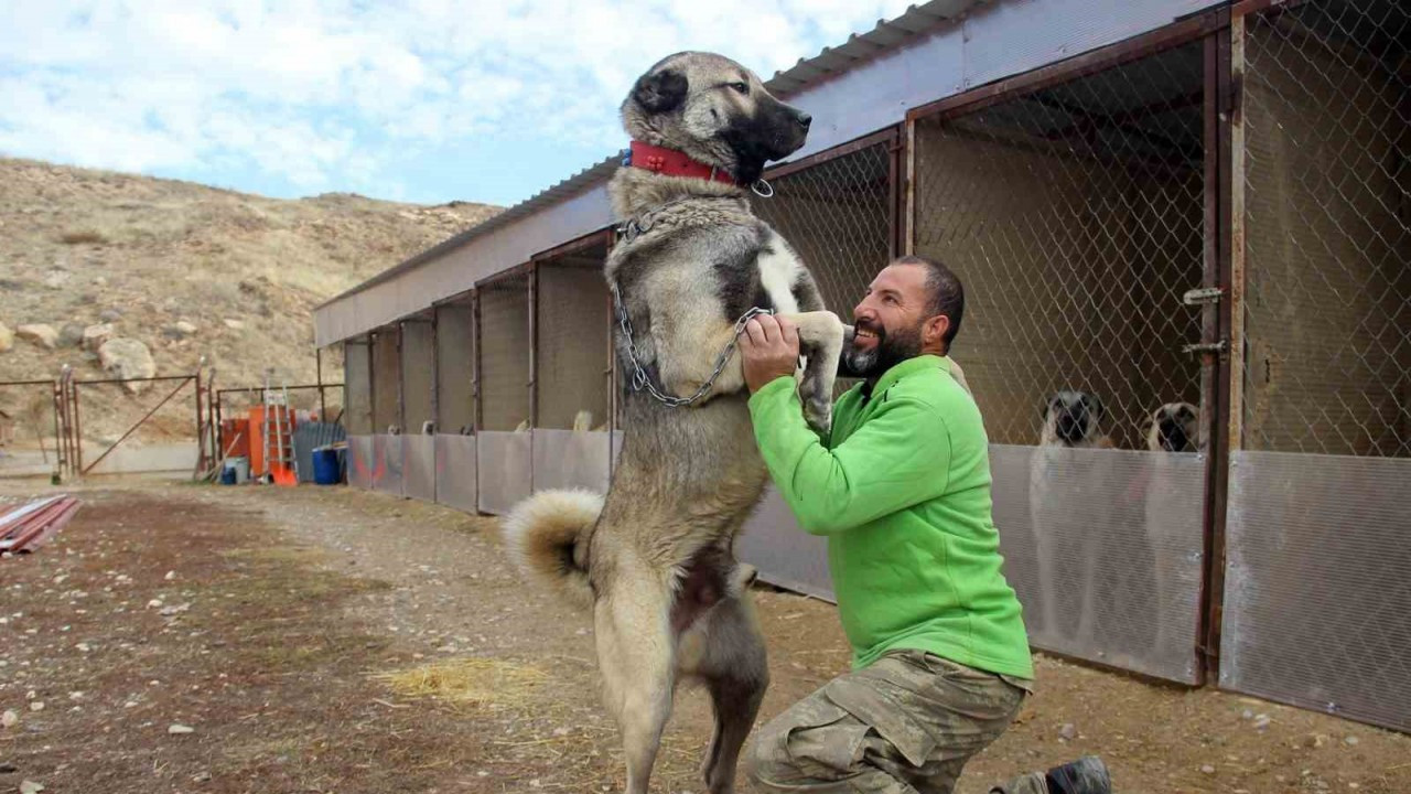 Hem sadık hem cesur: Çoban Köpeği