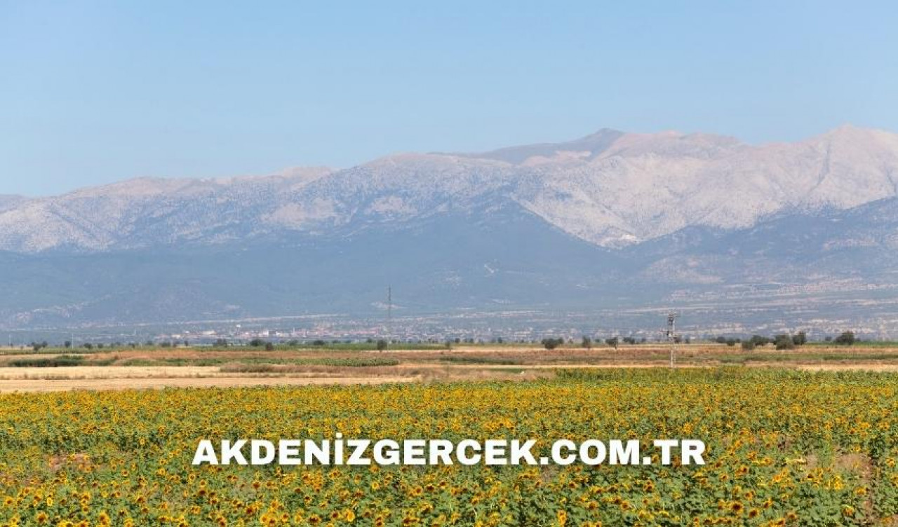 Denizli Pamukkale'de mahkemeden satılık 1.568 m² tarla